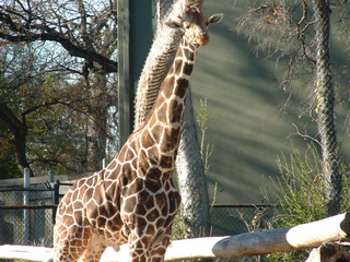 Ft_Worth_Zoo2_12-23-01_021.jpg