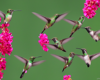 00268-2783691818-hummingbirds2C_photo_realistic.png