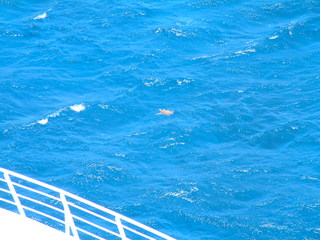 Cruise_Day_10_-Princess_Cays2C_Bahamas-_010.jpg
