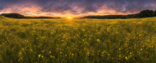 00003-1860768658-nikon_d8102C_panoramic2C_wildflower_meadow_at_sunrise.png