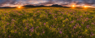 00004-4215250474-nikon_d8102C_panoramic2C_wildflower_mountain_meadow_at_sunrise.png