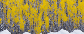 00010-2461015332-nikon_d8102C_a_fox_under_yellow_aspens_in_the_snow.png