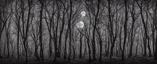 00012-1-nikon_d8102C_spooky_haunted_forest_at_night_under_a_full_moon.png
