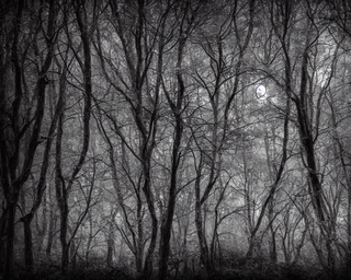 00013-1-nikon_d8102C_spooky_haunted_forest_at_night_under_a_full_moon2C_ghost.png