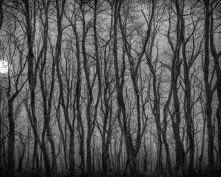 00016-4-nikon_d8102C_spooky_haunted_forest_at_night_under_a_full_moon2C_ghost.png