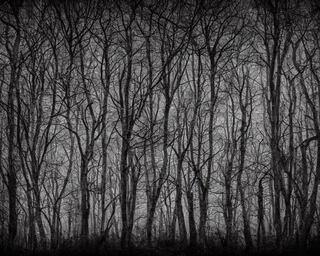 00021-9-nikon_d8102C_spooky_haunted_forest_at_night_under_a_full_moon2C_ghost.png