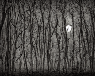 00023-11-nikon_d8102C_spooky_haunted_forest_at_night_under_a_full_moon2C_ghost.png