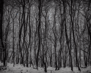 00024-12-nikon_d8102C_spooky_haunted_forest_at_night_under_a_full_moon2C_ghost.png