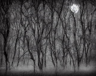 00027-15-nikon_d8102C_spooky_haunted_forest_at_night_under_a_full_moon2C_ghost.png
