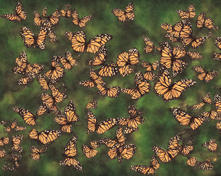 00236-1588669889-butterflies2C_photo_realistic.png
