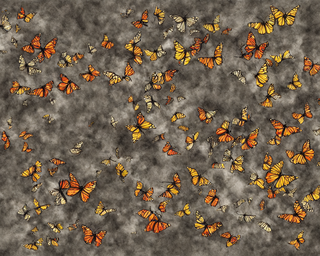 00238-1588669891-butterflies2C_photo_realistic.png