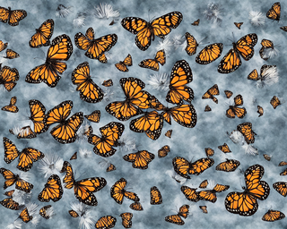 00242-1588669895-butterflies2C_photo_realistic.png