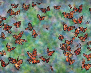 00246-1588669899-butterflies2C_photo_realistic.png