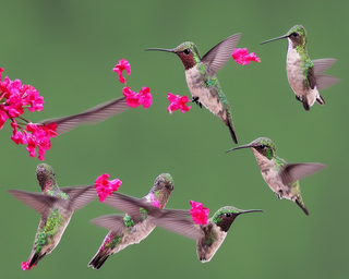 00255-913642448-hummingbirds2C_photo_realistic.png