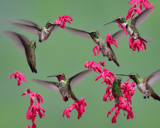00256-913642449-hummingbirds2C_photo_realistic.png