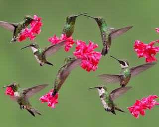 00258-913642451-hummingbirds2C_photo_realistic.png