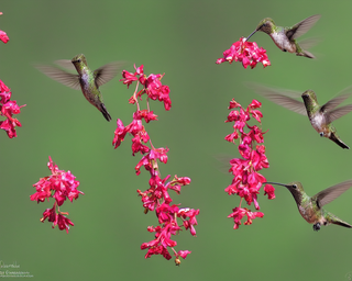 00267-2783691817-hummingbirds2C_photo_realistic.png