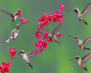 00270-2783691820-hummingbirds2C_photo_realistic.png