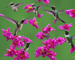 00271-2783691821-hummingbirds2C_photo_realistic.png