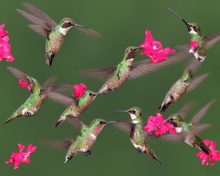 00272-2783691822-hummingbirds2C_photo_realistic.png