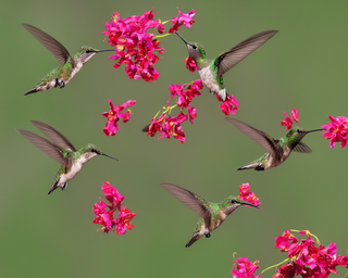 00273-2783691823-hummingbirds2C_photo_realistic.png