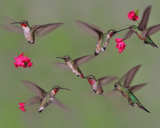 00275-2783691825-hummingbirds2C_photo_realistic.png