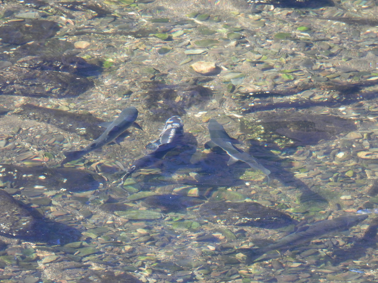 DSCN6849.JPG